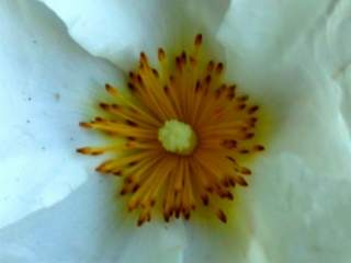 Cistus x florentinus, eye of flower