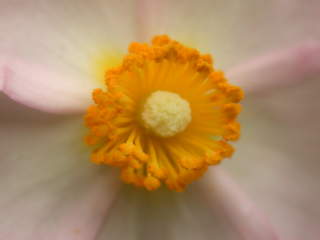 Cistus x purpureus 'Sun Rose', eye of flower