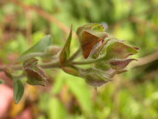 Cistus x purpureus 'Sun Rose', flower buds