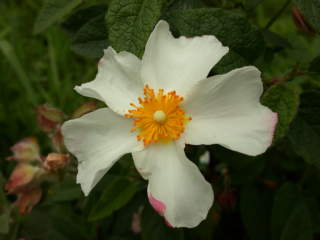 Cistus x corbariensis, flower
