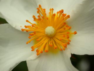 Cistus x corbariensis, eye of flower