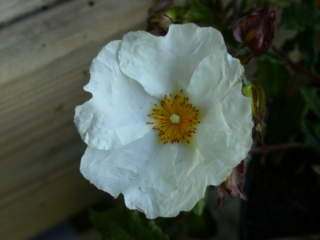 Cistus x florentinus, flower