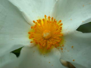 Cistus, eye of flower