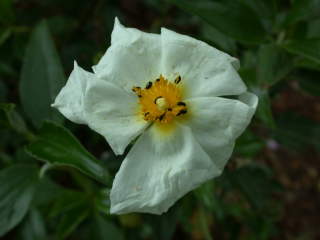 Cistus laurifolius, flower