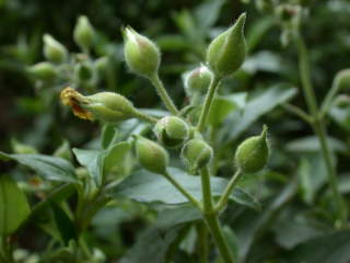 Cistus laurifolius, inflorescence (in bud)