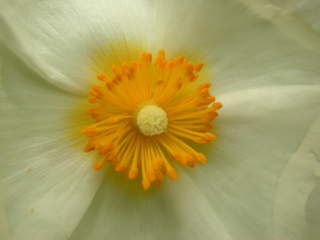 Cistus x stenophyllus, eye of flower