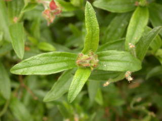 Cistus x stenophyllus, foliage