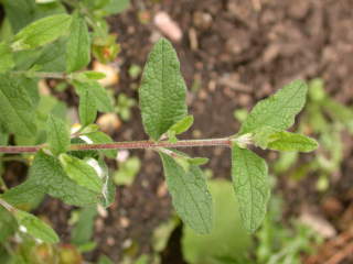 Cistus x obtusifolius 'Thrive', foliage