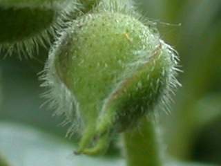 Cistus laurifolius, flower bud
