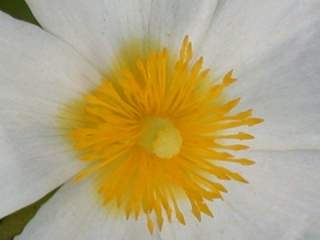 Cistus inflatus, eye of flower