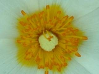 Cistus salviifolius,eye of flower
