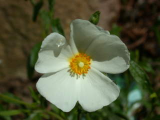 x Halimiocistus sahucii, flower