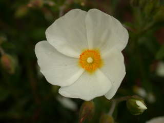 x Halimiocistus cultivar, flower