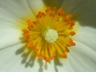 x Halimiocistus sahucii, eye of flower