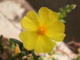 Halimium lasianthum, flower