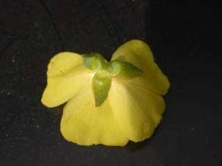 Halimium lasianthum, reverse of flower