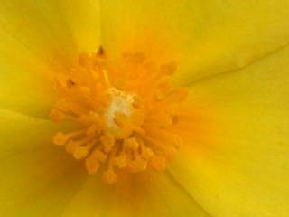 Halimium lasianthum, eye of flower