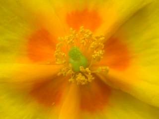 Helianthemum 'Ben Fhada', eye of flower