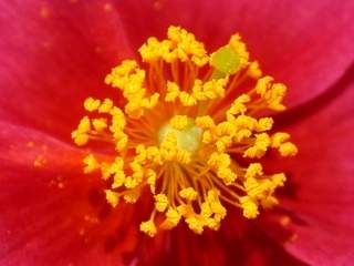 Helianthemum 'Ben Ledi', eye of flower