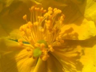 Helianthemum 'Brown Gold', eye of flower