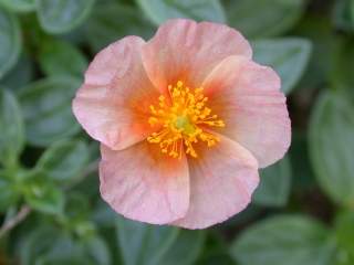 Helianthemum nummularium 'Gloriette', flower