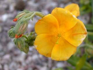 Helianthemum 'Old Gold', flower