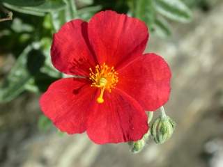 Helianthemum 'Red Dragon', flower