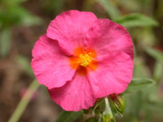 Helianthemum 'Bunbury', flower