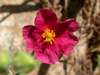 Helianthemum 'Raspberry Ripple', flower
