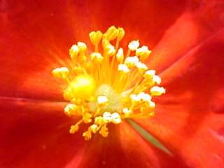 Helianthemum 'Fire Dragon', eye of flower
