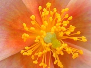 Helianthemum nummularium 'Gloriette', eye of flower