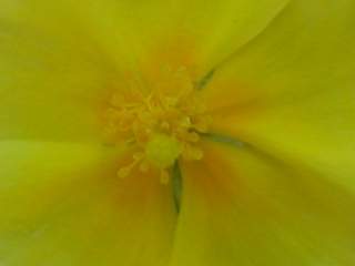 Helianthemum 'Wisley Primrose', eye of flower