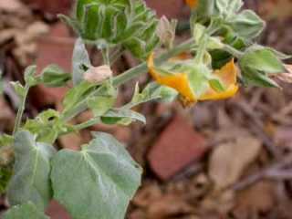 Abutilon auritum, flowering shoot
