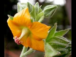 Abutilon auritum, flower