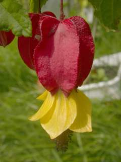 Abutilon megapotamicum, flower