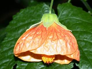 Abutilon x hybridum, flower
