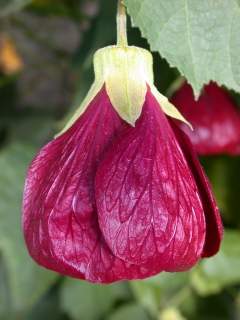 Abutilon 'Nabob', flower