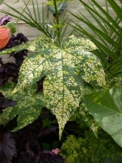 variegated Abutilon variety, leaf