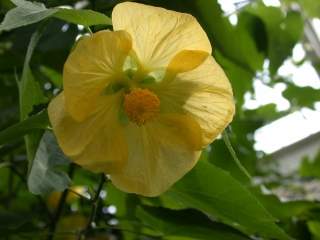 Abutilon variety, flower
