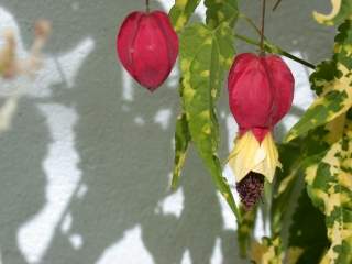 Abutilon megapotamicum 'Variegatum', flower and bud