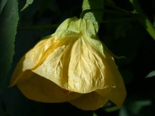 Abutilon 'Canary Bird', flower
