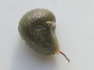 Abutilon 'Bella', seed