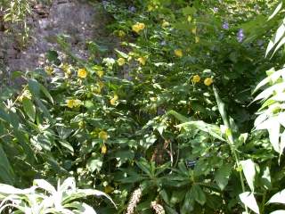 Abutilon 'Canary Bird', in flower
