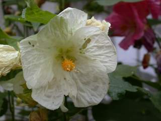 Abutilon 'Bella', flower (white)