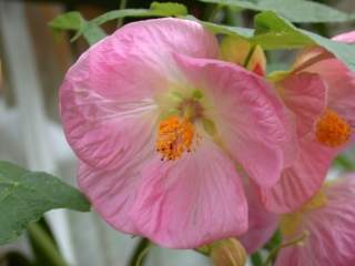 Abutilon 'Bella', flower (pink)