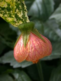 Abutilon pictum 'Thompsonii', flower