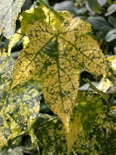 Abutilon pictum 'Thompsonii', leaf