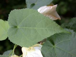 Abutilon 'Bella', leaf