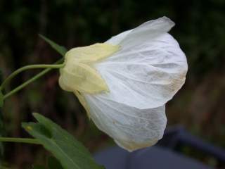 Abutilon 'Bella', flower (white)