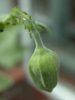 Abutilon indicum, flower bud